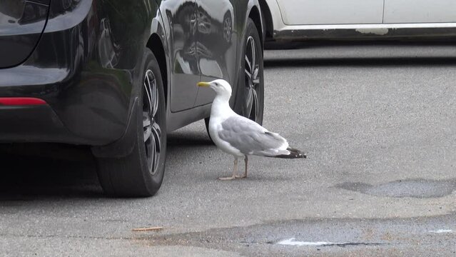 Seagull bird pecks car side. City bird knocks with its beak on car door after seeing its reflection in it