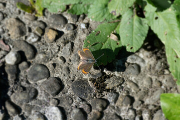 Brown Argus (Aricia agestis) butterfly sitting on stone path in Zurich, Switzerland