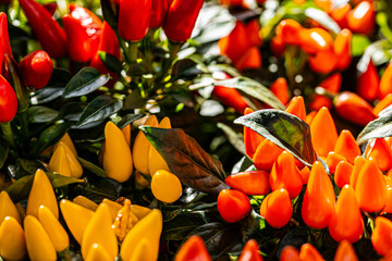 Verschiedene Blumen Arrangements mit unterschiedlicher Bearbeitung.