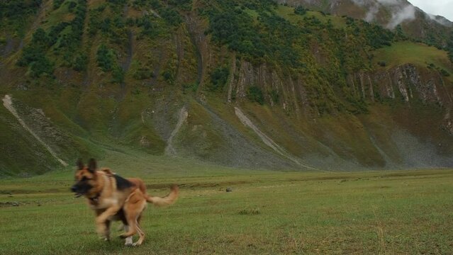 Two dogs travel together in the mountains of Georgia. Beautiful nature of Truso Valley in Kazbegi region. German and Australian Shepherd Dogs explore the world. Pets pose and then run forward