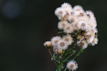 white fluffy seeds of common ragwort