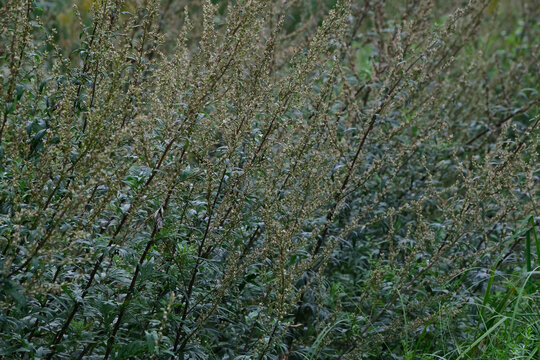 Artemisia vulgaris in the field