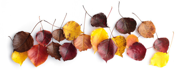 Autumn leaves of various colours on blank background