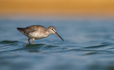 Spotted Redshank (Tringa erythropus) is a bird that lives in wetlands in Asia, Africa, Europe and the Americas. It feeds on aquatic invertebrates.