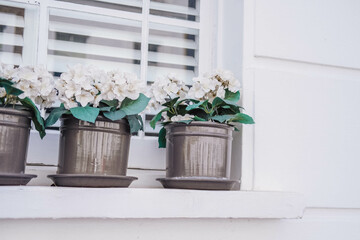 White hydrangea flowers in pots on the windowsill.
