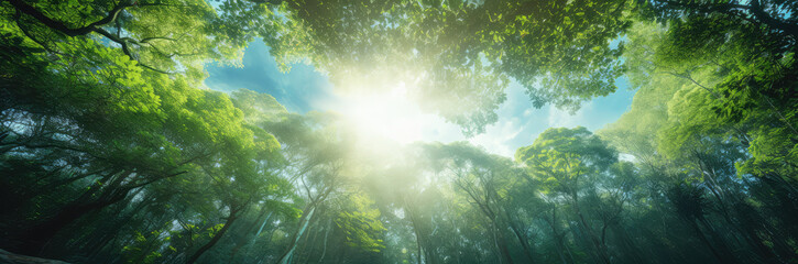 Fototapeta na wymiar sunlight streaming through a tropical forest canopy