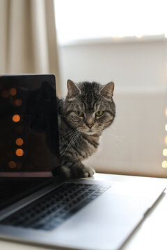 cat working at the computer. blank screen on a table by blurry bokeh lights background a cozy room. funny cat with laptop on the table. Home office. Inspiration moment, workspace in the morning 