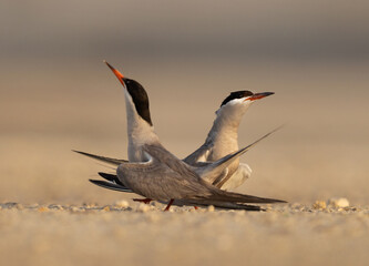 Courtship dance of White-cheeked Terns at Tubli, Bahrain. Selective focus on the back tern.
