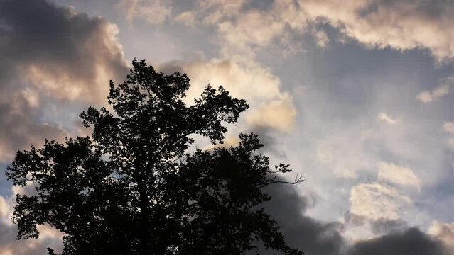 Windy day tree silhouetted against an evening sky.
Scudding clouds silhouette blown around tree tops.