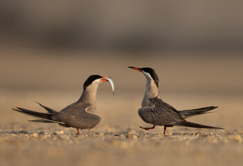 Courtship dance of White-cheeked Terns, male offering fish to the female at Tubli, Bahrain