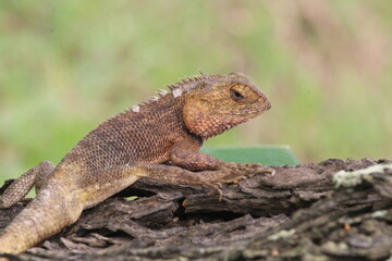 Fototapeta premium Oriental garden lizard relaxing on a tree branch