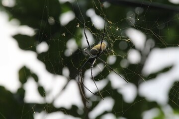 Nephila edulis or golden orb spider on the net