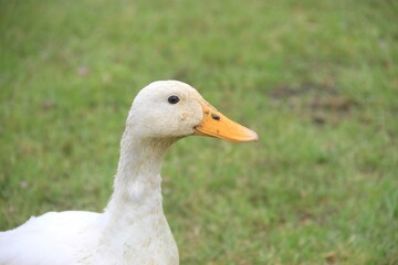 duck head