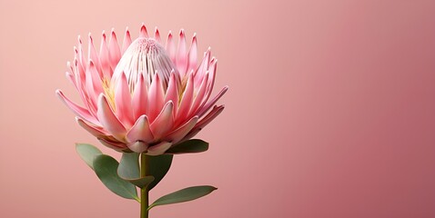beautiful protea flower macro blank space, ai generative - obrazy, fototapety, plakaty