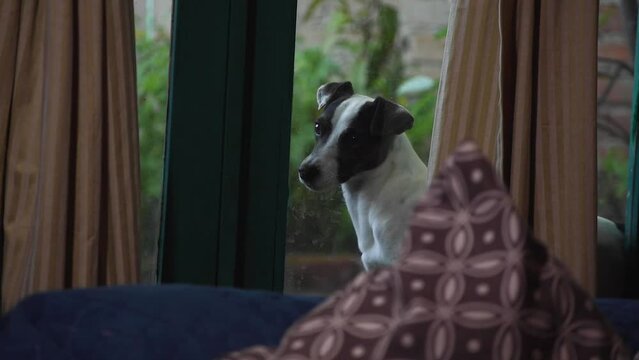 Perro Jack rusell terrier mirando en la ventana y alejandose por no poder entrar por estar castigado