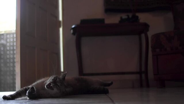 Gato haciendo acrobacias en el piso adorable felino estirandose  