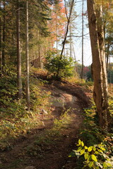 Forest Trail - 653817532