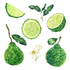 Watercolor bergamot illustration. Whole and sliced bergamot fruits, leaves and flowers. Hand drawn isolated on white background perfect for packaging, invitations menu
