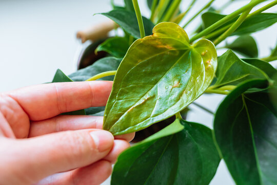Diseases and pests, proper care for houseplant anthurium