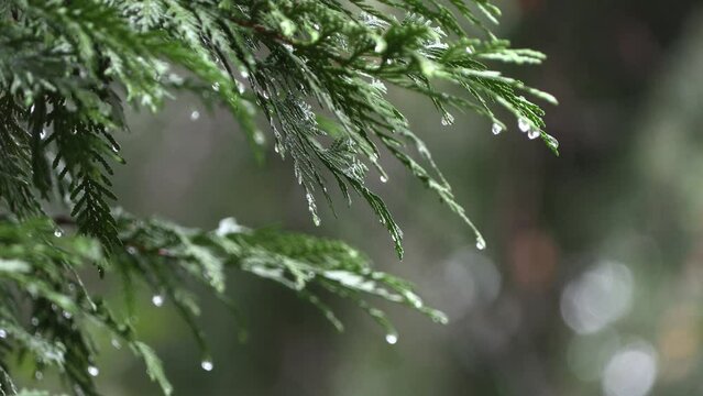 Rain dripping from cedar tree