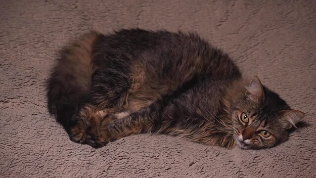 Gato peludo recostado en un sillon gris descansando hermoso felino