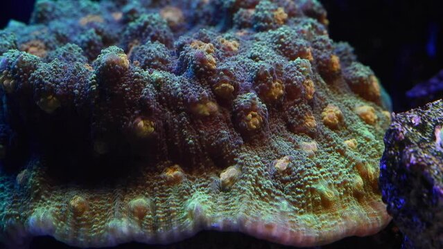 space invader chalice coral polyp in stress, fluorescent animal grow on live rock, expensive demanding pet for aquarist, LED actinic blue low light, nano reef marine aquarium detail, macro concept