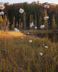 autumn meadow by the lake - 653819116