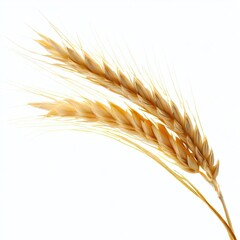 An ear of wheat isolated on transparent or white background, png, wheat ears isolated on white, Ear of Wheat Spikelet Isolated on Transparent Background. Generative AI