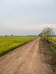 The dirt road along the paddy field.
