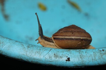 Banded Caracol snail crawling on blue container 