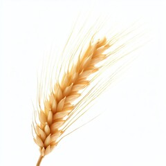 An ear of wheat isolated on transparent or white background, png, wheat ears isolated on white, Ear of Wheat Spikelet Isolated on Transparent Background. Generative AI