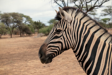 Fototapeta na wymiar Wild african life. Namibian zebra standing in the middle of the savannah.