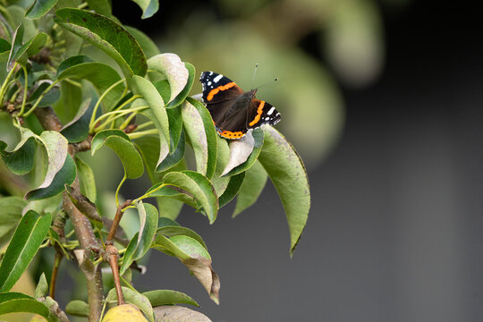 Red Admiral (Vanesssa atalanta) sitting in a pear tree with the lower right half of the image deliberately left blank for titles or inscriptions