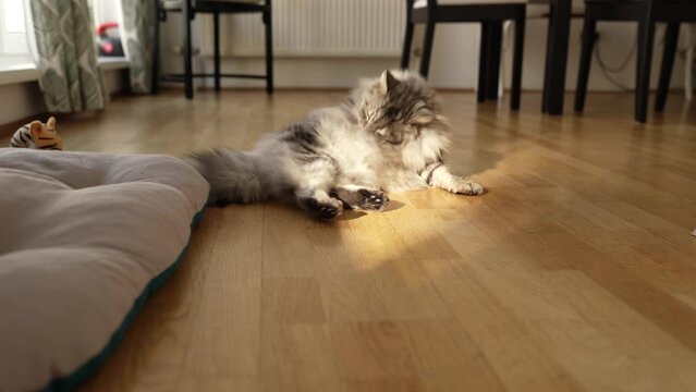 Domestic cat licks itself on parquet floor house under sun