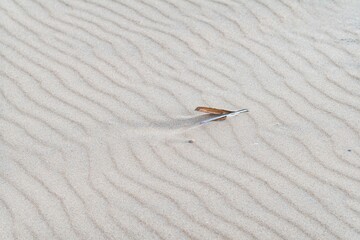 shell on sandy beach at ebb tide and wind