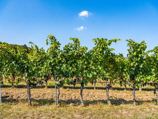 Fototapeta na wymiar blue grapes in green vineyard