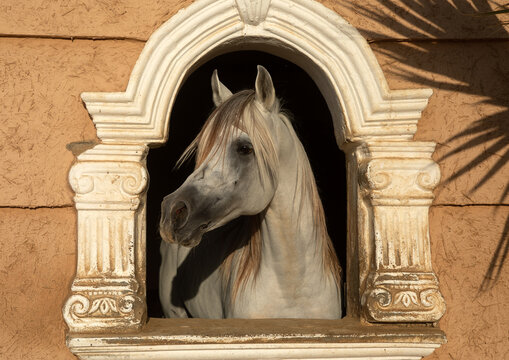 Arabian horse in Alhazm stud paddock, Najran Province, Khubash, Saudi Arabia