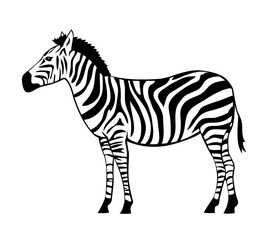 Fototapeta na wymiar Striped zebra. Herbivorous hoofed mammal. African wild animal. Fauna and zoology. Cartoon vector isolated illustration. Black and white sketch outline