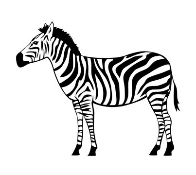 Striped zebra. Herbivorous hoofed mammal. African wild animal. Fauna and zoology. Cartoon vector isolated illustration. Black and white sketch outline