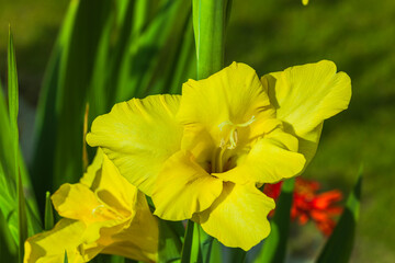 Close up view of yellow gladiolus flowers. 
