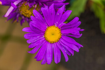 Obraz premium Macro view of blooming purple aster flower in garden.