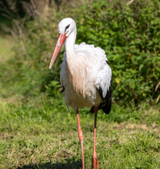 Graceful stork in a picturesque meadow