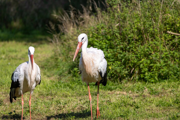 Graceful stork in a picturesque meadow