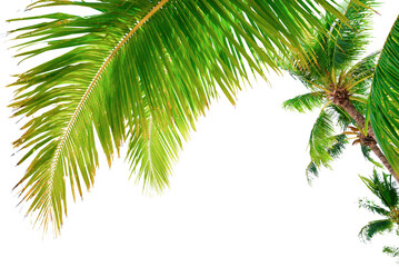 Summer background with coconut leaves and bright sky.