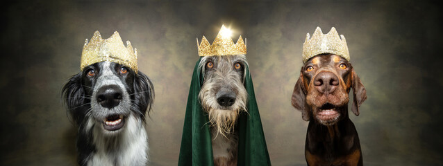   pet crown. three dogs celebrating the three wise men  from the birth of christ. Isolated on plain...