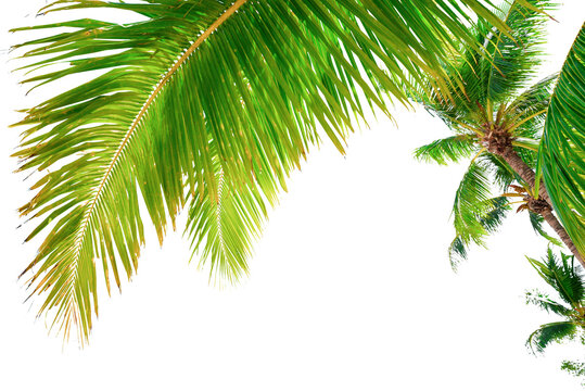 Summer background with coconut leaves and bright sky.