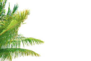 Summer background with coconut leaves . Summer decorative coconut tree on transparent background PNG