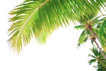 Fototapeta na wymiar Summer background with coconut leaves . Summer decorative coconut tree on transparent background PNG