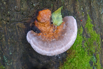 Red-belt conk, Fomitopsis pinicola growing on fir tree. - obrazy, fototapety, plakaty