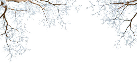 Snow covered branches of a tree on white - Powered by Adobe